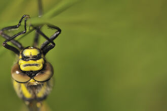 Golden Ringed Dragonfly