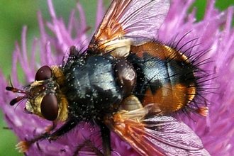 Hoover Fly