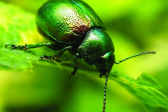 Tansy beetle