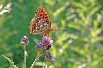 image of high brown fritillary butterfly