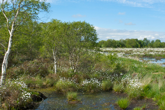 Drumburgh_Moss
