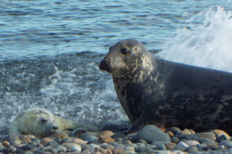 Grey_Seals