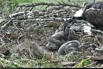 Osprey chicks on nest with adult 2015 4
