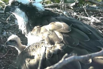 Adult Osprey and chick 0n nest 2016