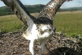 Osprey chick Blue V9 stretching his wings on the nest 2016