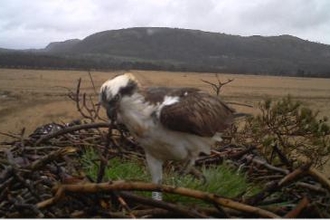 White WW male on nest 2014