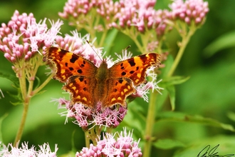 Comma butterfly