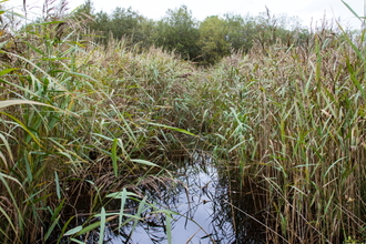 Burns Beck Moss 2013