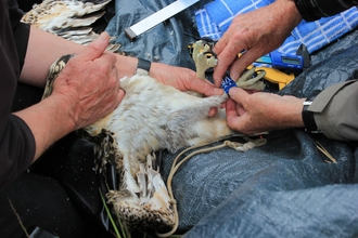 Osprey chick ringing 2016 Blue V8