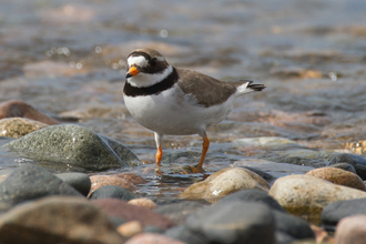 Ringed plover. Eskmeal Dunes 2013