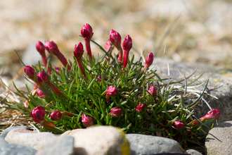 Thrift. Eskmeal Dunes 2013