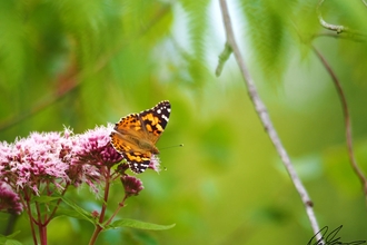 Painted lady