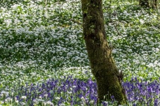 Bluebells. Dorothy Farrers 2013