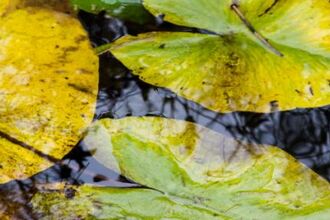 Water lilies Burns Beck Moss