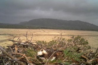 Still camera adult on nest in rain 2014