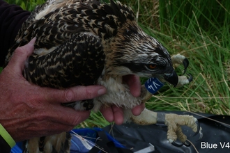 Osprey chick Blue V4 on nest 2015