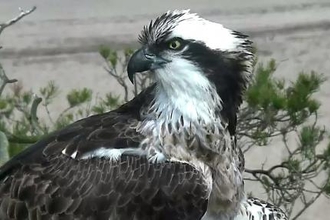 Osprey on nest