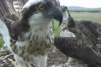 Juvenile opsprey on nest 2015