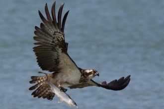 Osprey in Senegal