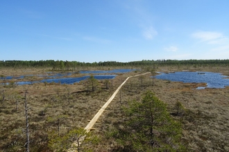 Bog pool systems at Nigula Nature Reserve, Estonia 2016
