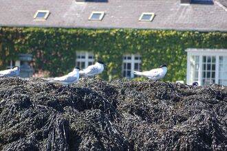 Sandwich terns Northern Ireland 2016