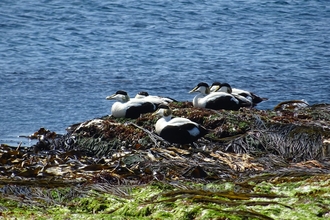 Eiders on Rathlin Island 2016