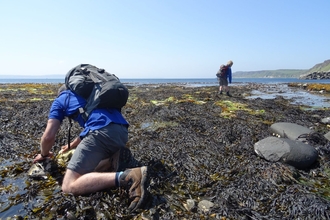 Rock pooling on Rathlin Island 2016