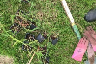 Meadow Life plug planting 2016