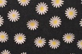 Paper daisies 2016
