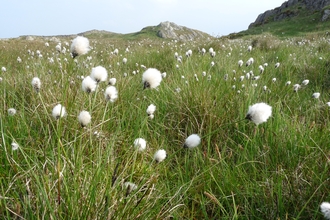 Borrowdale Moss cottongrass © Cumbria Wildlife Trust