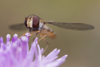 Hoverfly pollinating a flower