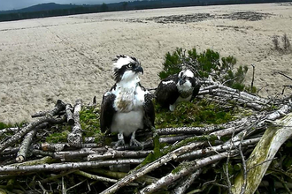 Image of Foulshaw Moss ospreys Blue 35 and White YW