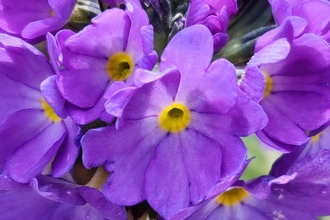 Primula in the Lost Words Garden @ Jess Cowburn