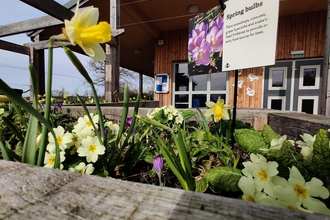 Spring bulbs in the Lost Words Garden @ Jess Cowburn