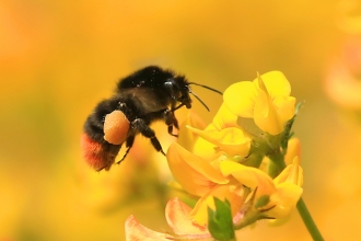 bumble bee pollinating a flower