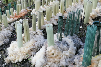 Staveley-Woodlands-Tree-Nursery