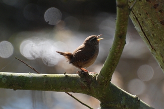 Image of wren singing © Stewart MacDonald