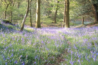 Barkbooth Lot bluebells