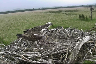 Image of Foulshaw ospreys and chicks June 16 2020