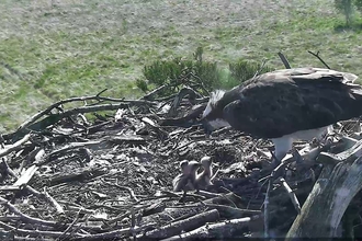 Image of osprey with chicks at Foulshaw Moss May 2020