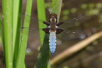 A male Broad-bodied chaser dragonfly © David Clarke