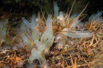 Image of seasquirts and brittlestars © Paul Naylor