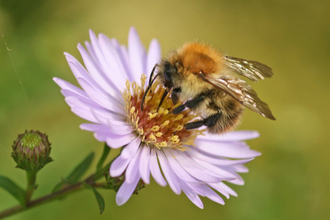 Image of carder bee © Rachel Scopes