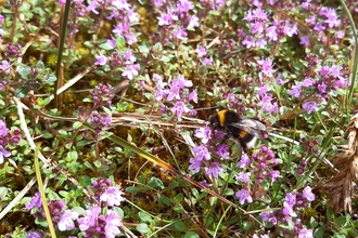 Dune flora and bumblebee at South Walney Nature Reserve
