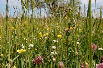 Image of Bowberhead farm and meadows © Cumbria Wildlife Trust
