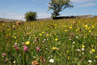 Image of meadows at Bowberhead Farm