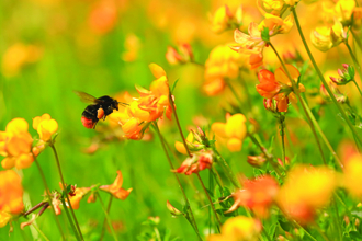 Image of red-tailed bumblebee © Jon Hawkins/Surrey Hills Photography