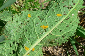 Dock Beetle eggs 06/05/2020 Winster Valley by Peter and Sylvia Woodhead