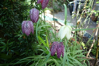 Fritillaries by Peter and Sylvia Woodhead