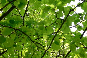 Small-leaved lime leaves Howe Ridding Wood 04/05/2020 Peter and Sylvia Woodhead